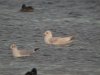 Common Gull at Paglesham Lagoon (Steve Arlow) (78388 bytes)